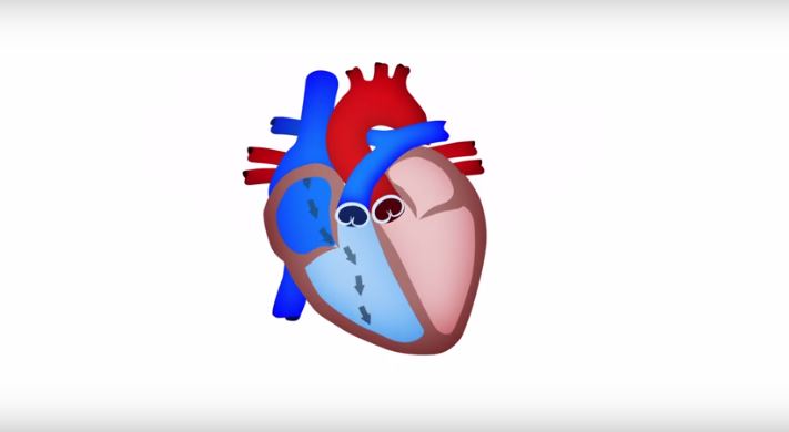 Cómo funciona un corazón sano